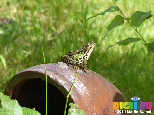 FZ008315 Marsh frog (Pelophylax ridibundus) on pipe